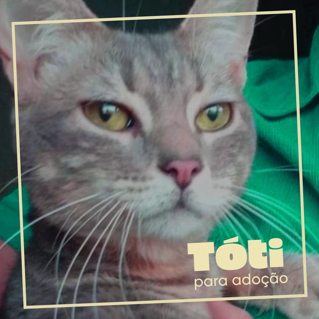 Publicação para adoção de gato da Simone di Gatu